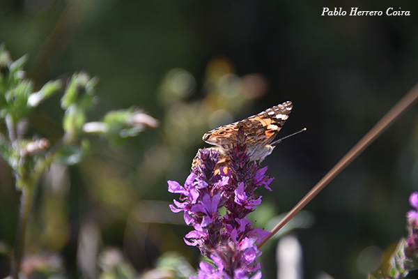 Mariposa Monarca (Macho)